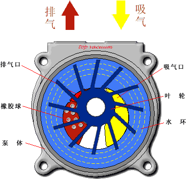 中成水環(huán)式真空泵的工作原理